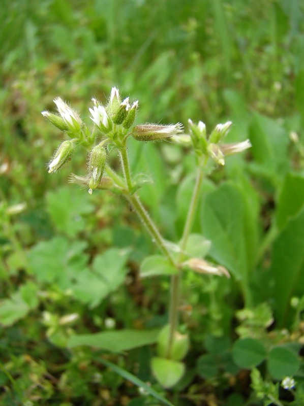 Image of Cerastium glomeratum specimen.
