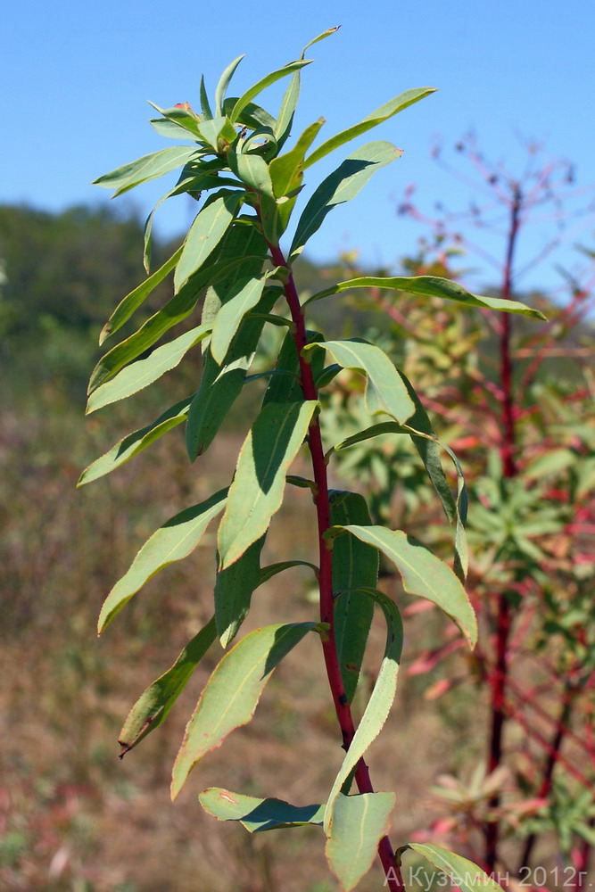 Image of Euphorbia palustris specimen.