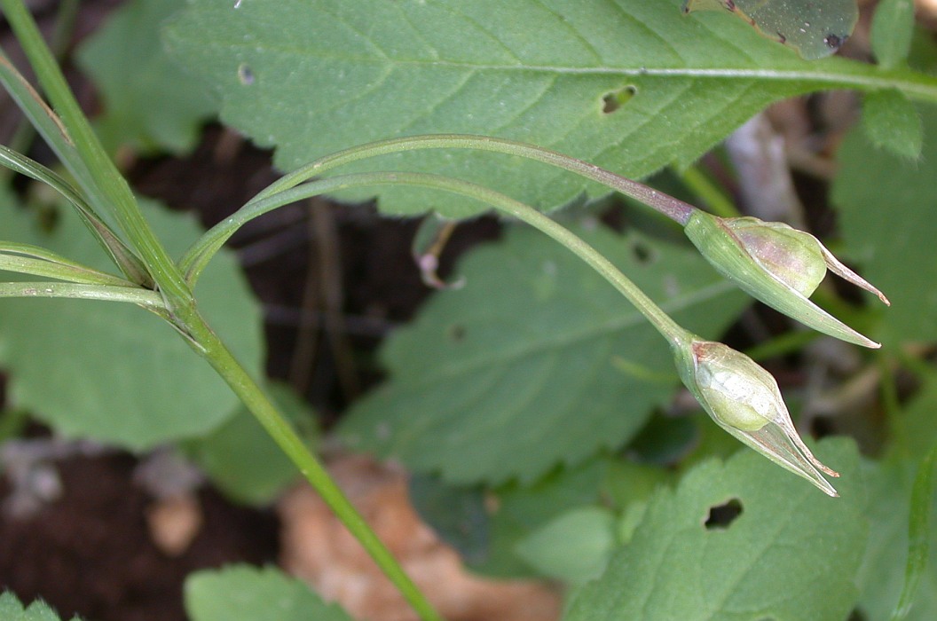 Image of Romulea phoenicia specimen.