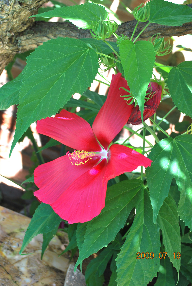 Image of Hibiscus &times; hybridus specimen.