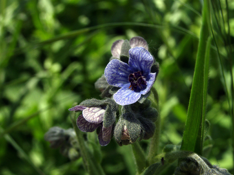 Image of Cynoglossum creticum specimen.