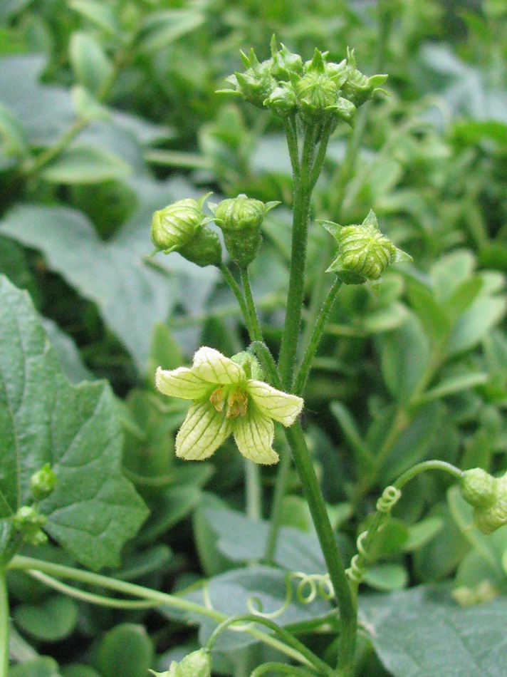Image of Bryonia alba specimen.