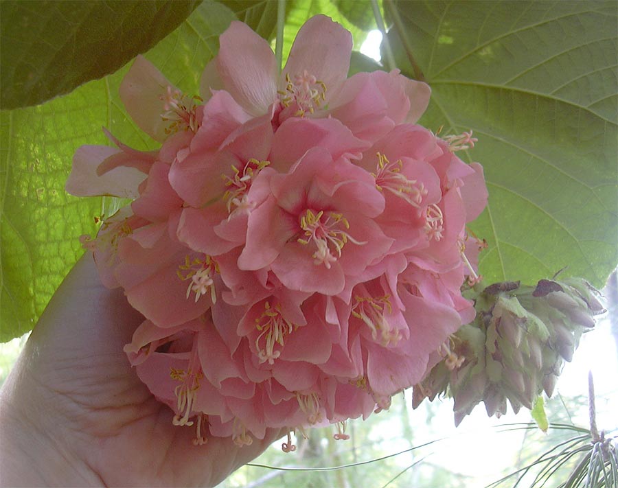 Изображение особи Dombeya &times; cayeuxii.