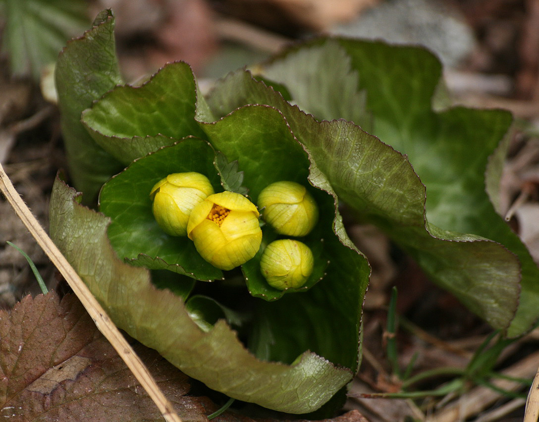 Изображение особи Caltha fistulosa.