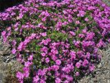 Phlox douglasii