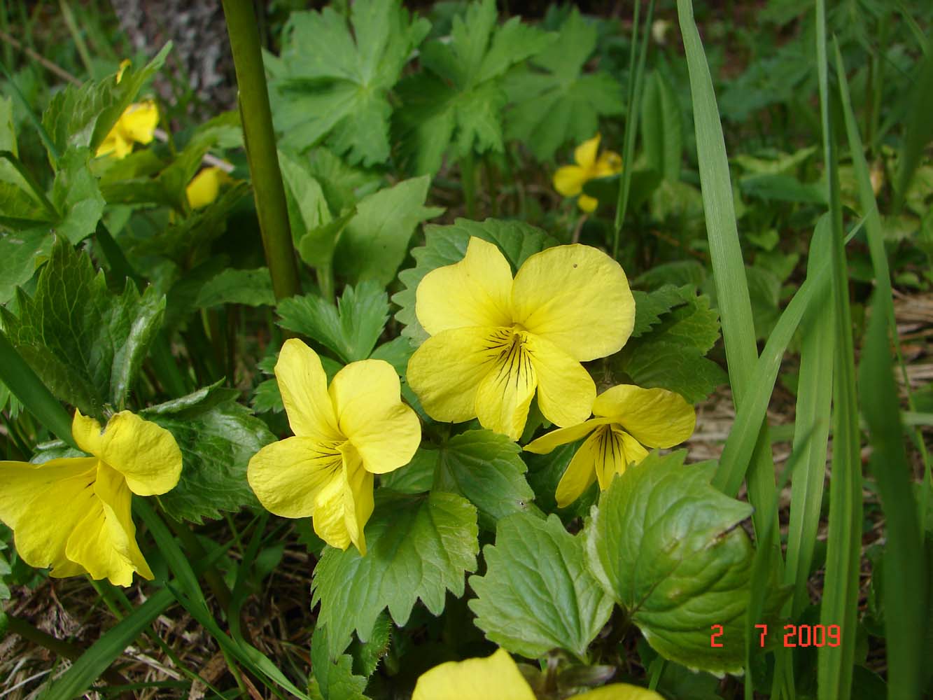 Image of Viola uniflora specimen.