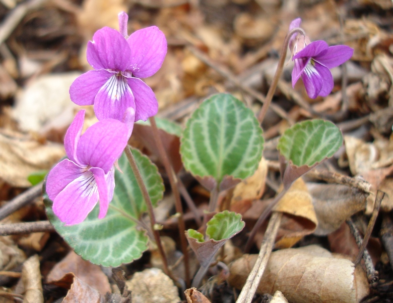 Image of Viola variegata specimen.