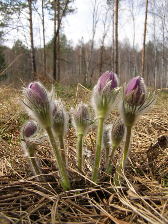 Изображение особи Pulsatilla patens.