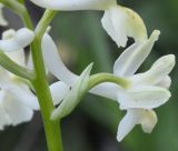 Orchis provincialis