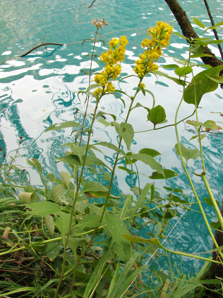 Изображение особи Solidago virgaurea.