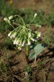Petasites spurius