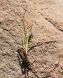 Carex subspathacea