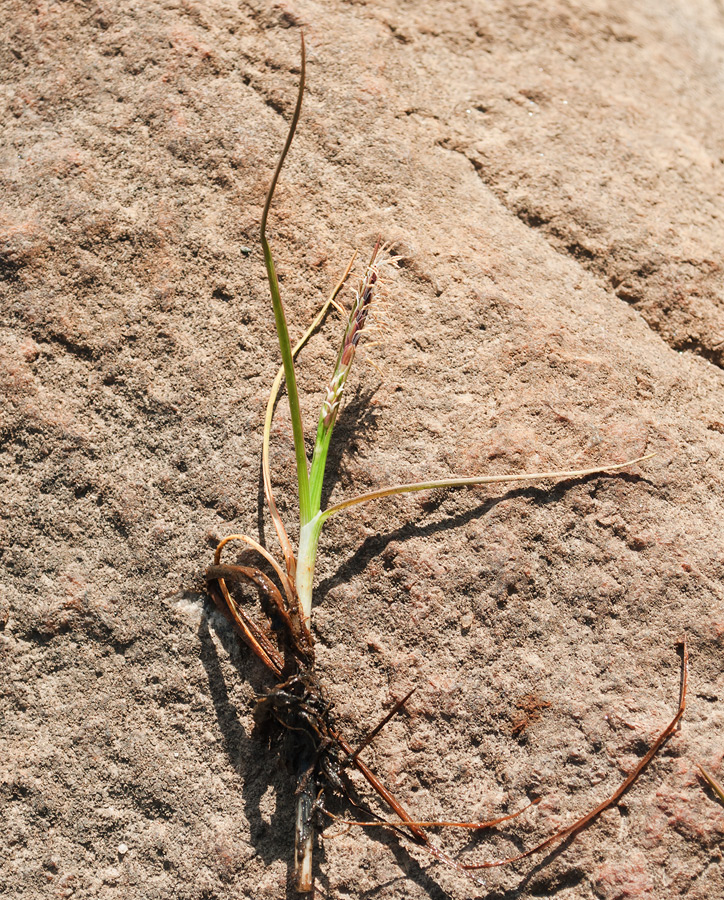 Изображение особи Carex subspathacea.