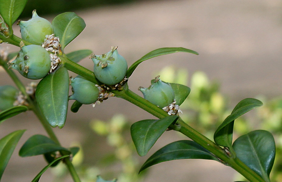 Изображение особи род Buxus.