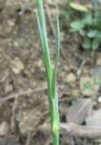 Dianthus capitatus. Верхняя пара листьев. Крым, Карадагский заповедник, биостанция, степной склон. 27 июня 2013 г.