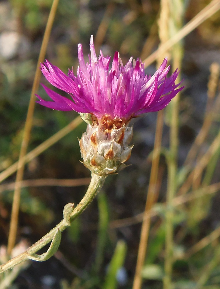 Image of Centaurea sterilis specimen.