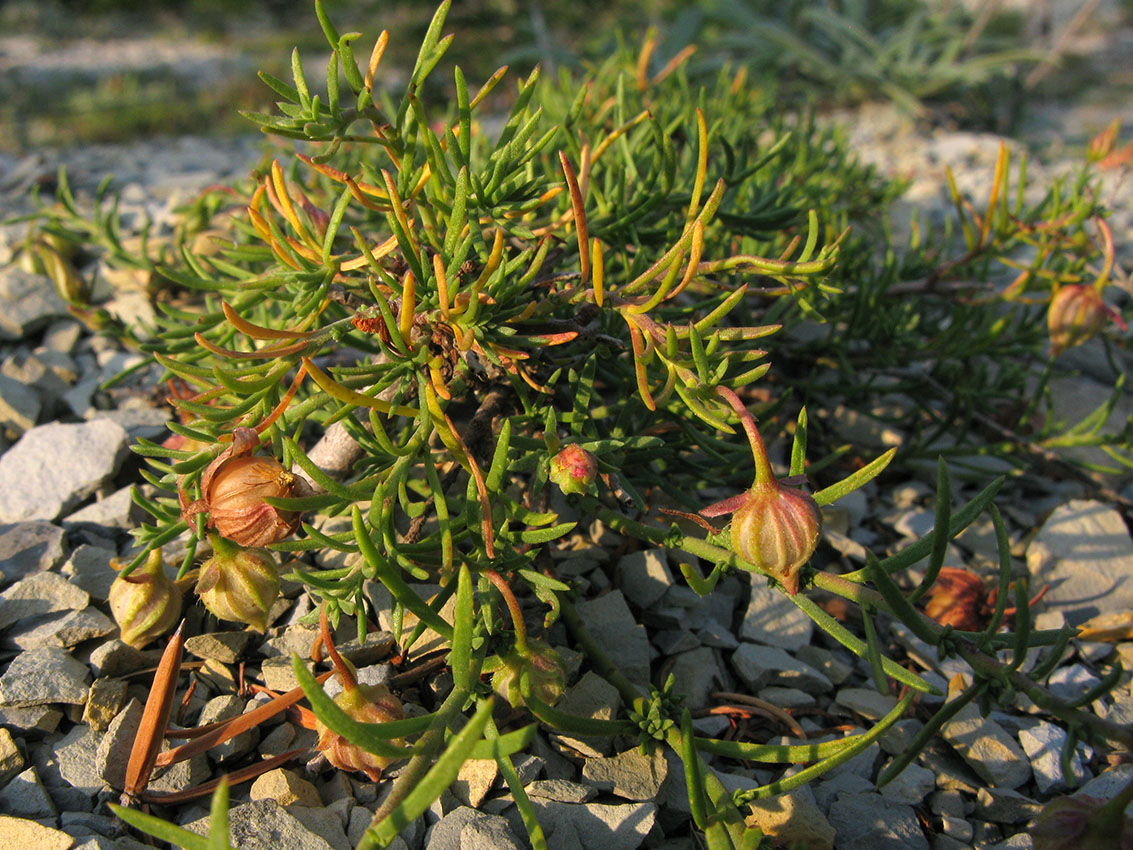 Изображение особи Fumana procumbens.