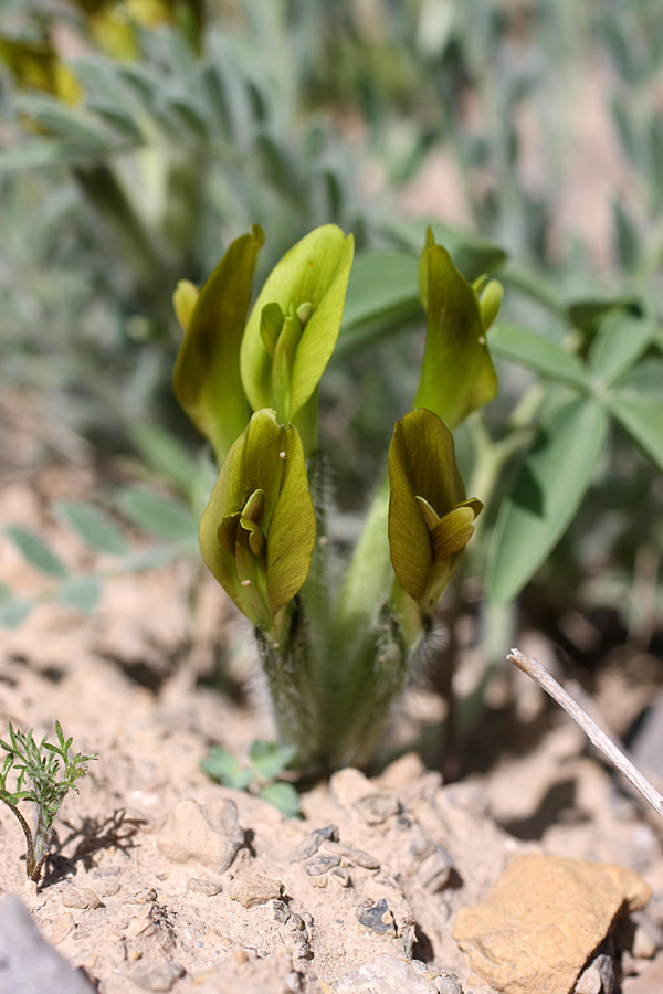 Image of Astragalus virens specimen.