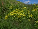 Senecio propinquus