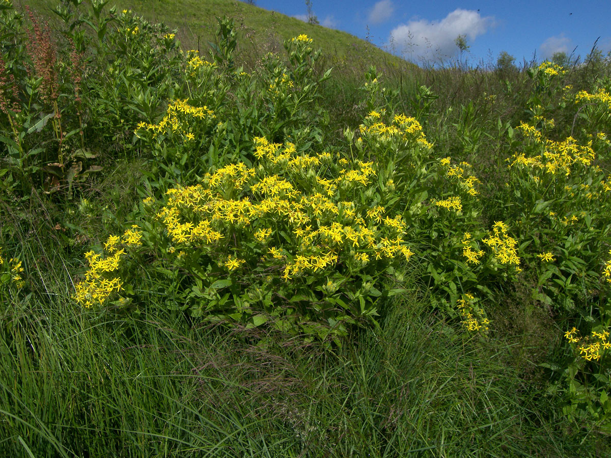 Изображение особи Senecio propinquus.