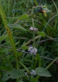 Mentha arvensis