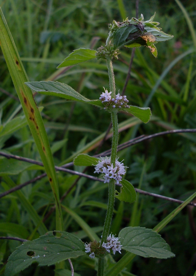 Изображение особи Mentha arvensis.