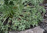 Eryngium bourgatii