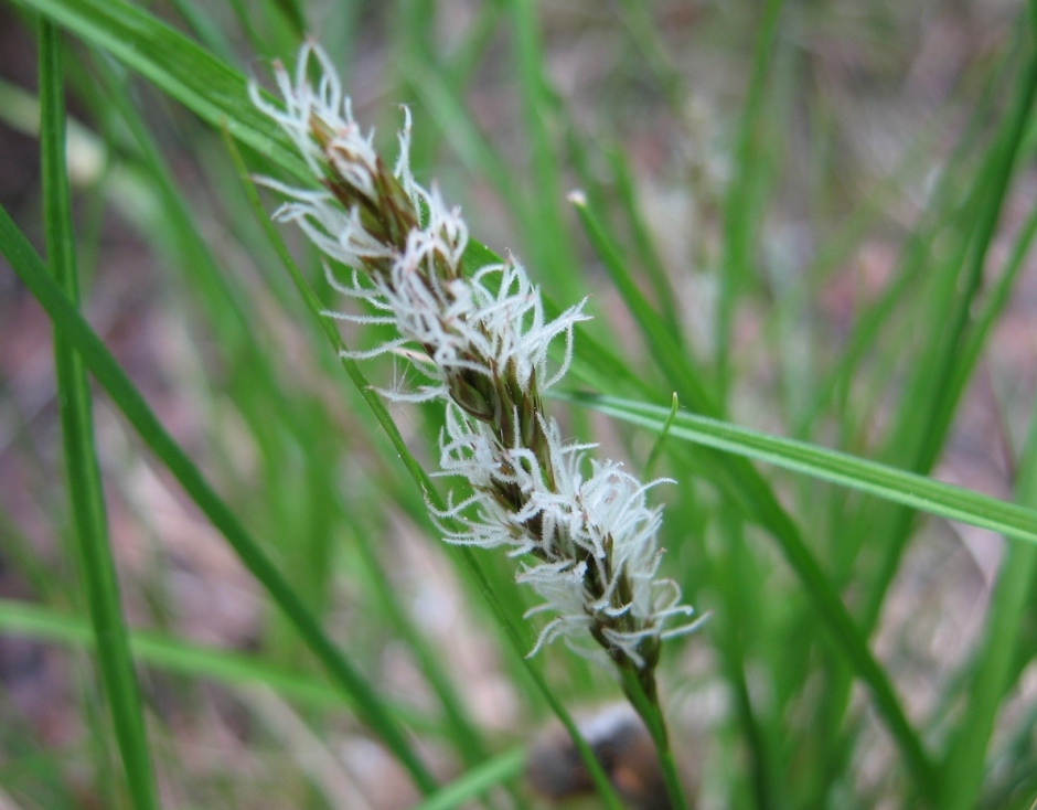 Изображение особи Carex appropinquata.