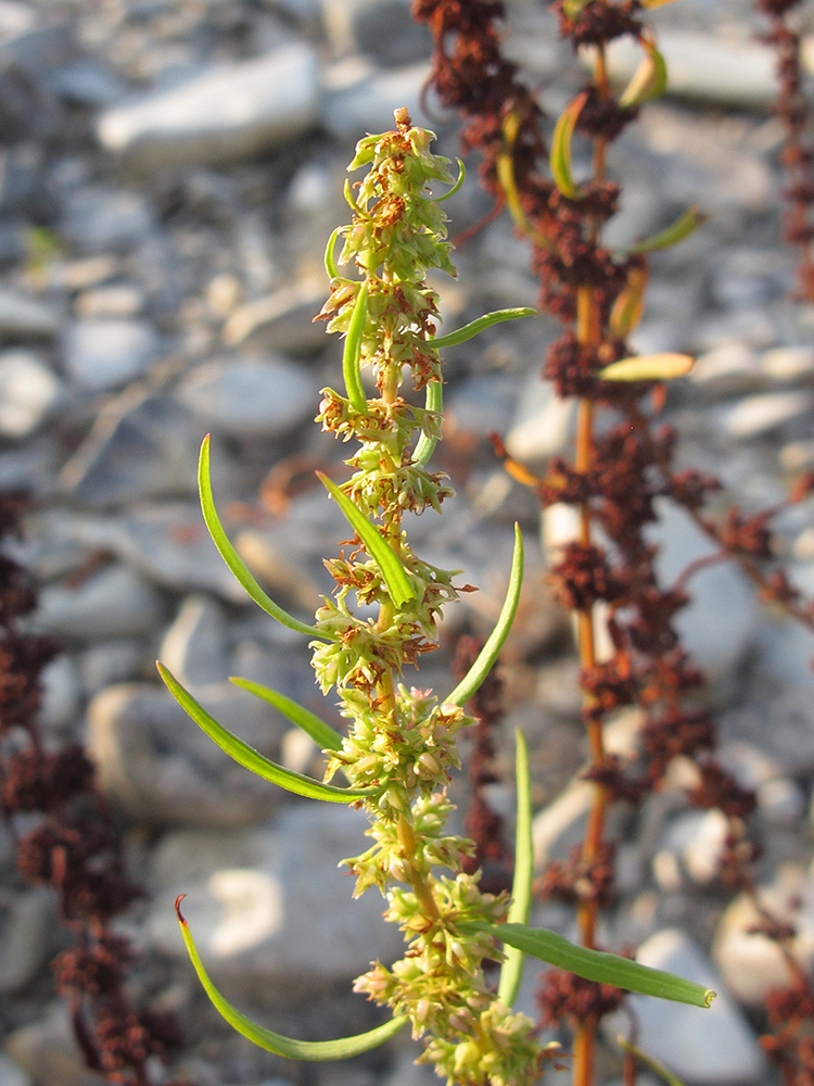 Изображение особи Rumex halacsyi.