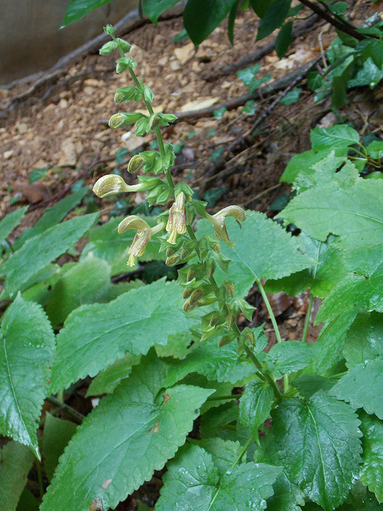 Изображение особи Salvia glutinosa.