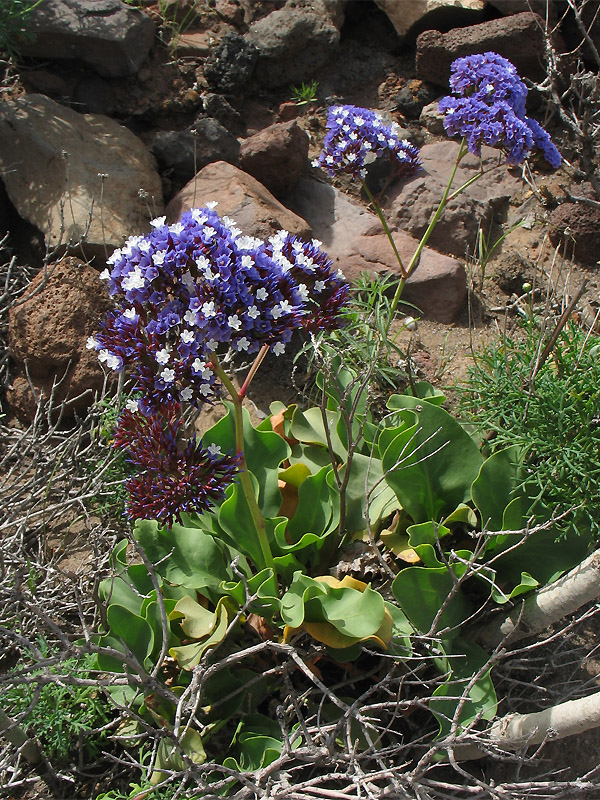 Image of Limonium frutescens specimen.