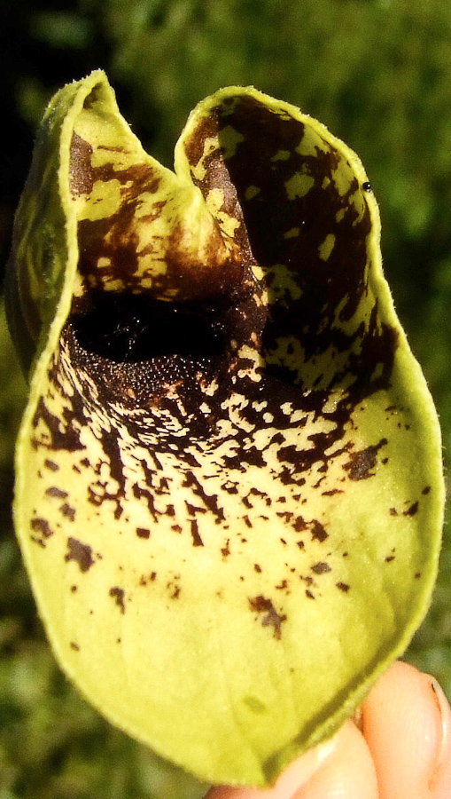 Изображение особи Aristolochia paecilantha.