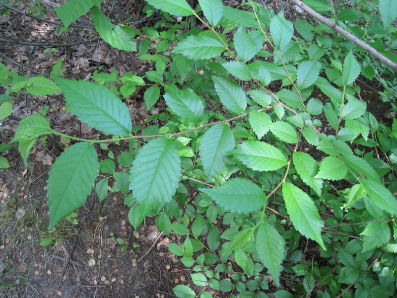 Изображение особи Ulmus pumila.