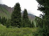 Picea schrenkiana