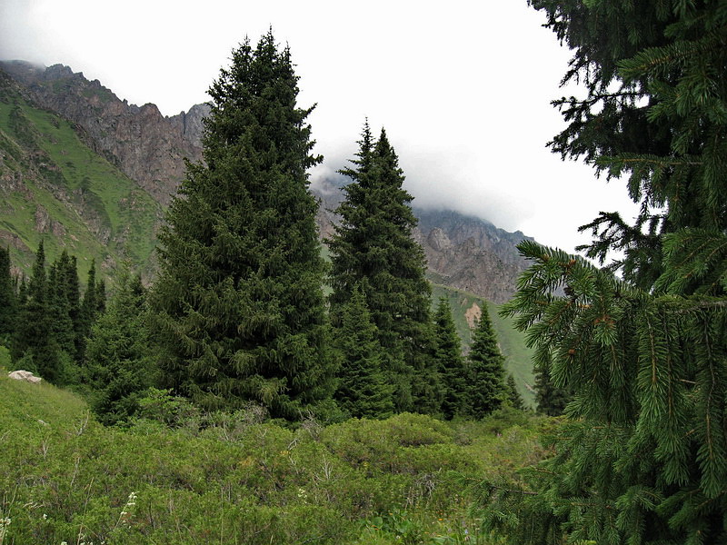 Image of Picea schrenkiana specimen.