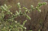 Salsola tragus