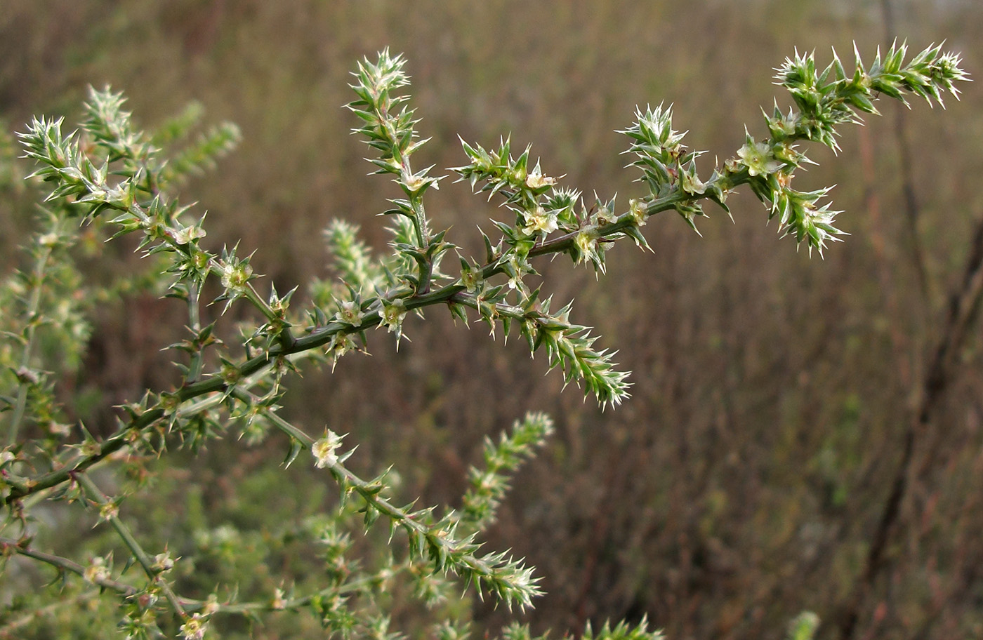 Изображение особи Salsola tragus.