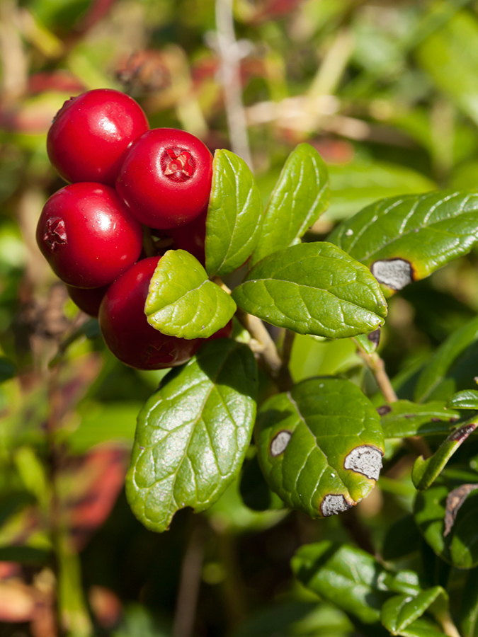 Изображение особи Vaccinium vitis-idaea.