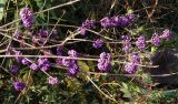 Callicarpa bodinieri