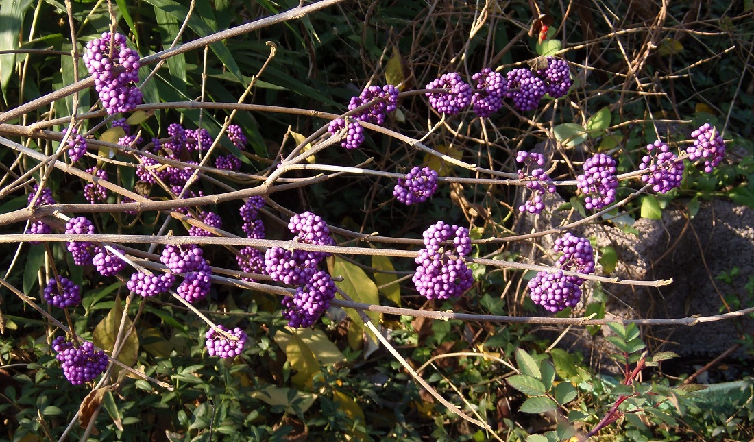 Image of Callicarpa bodinieri specimen.