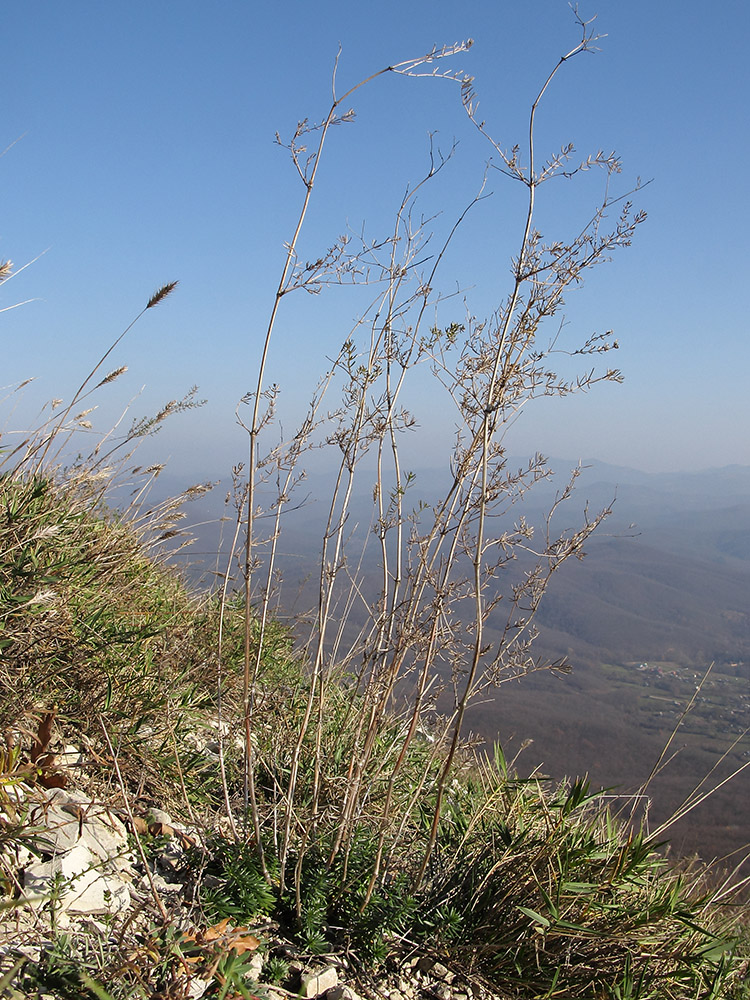 Image of genus Galium specimen.