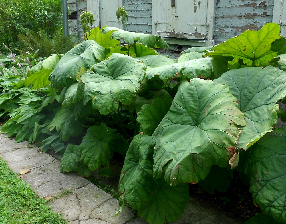 Изображение особи Astilboides tabularis.