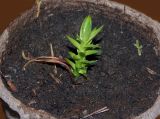 Araucaria araucana