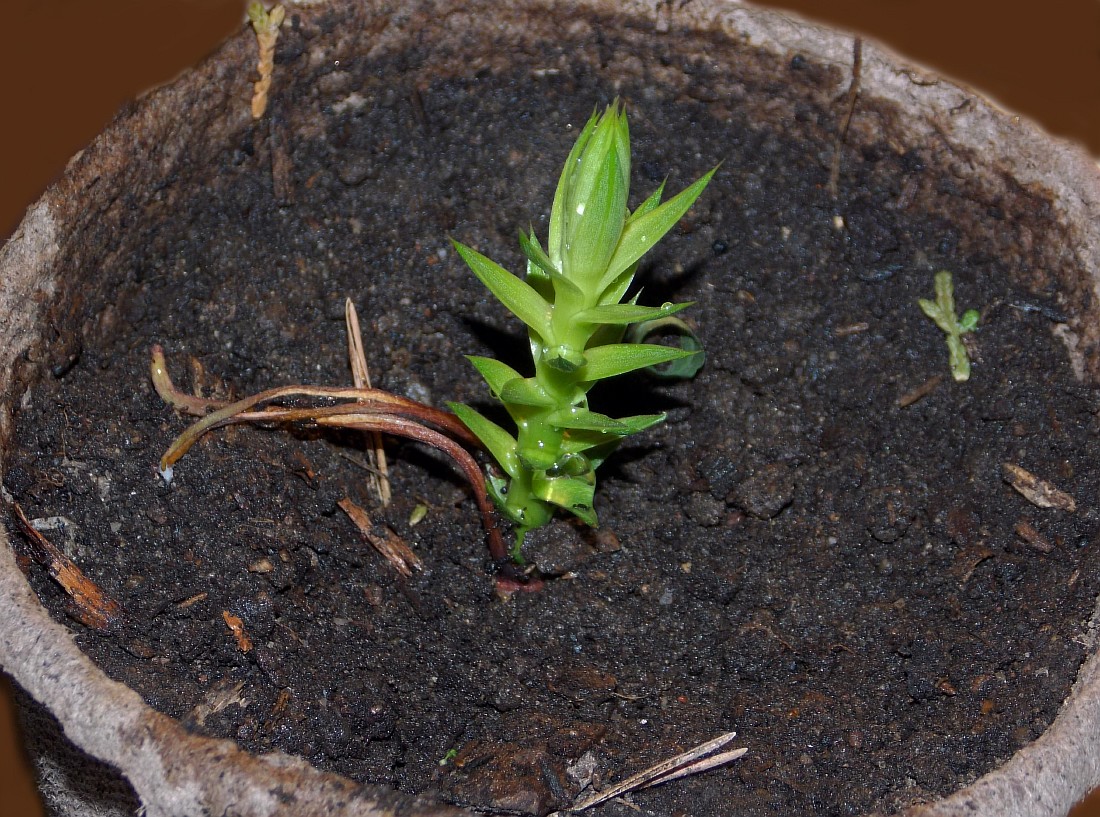 Image of Araucaria araucana specimen.