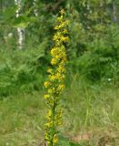 Solidago virgaurea subspecies dahurica. Соцветие. Иркутская обл., окр. Иркутского вдхр., опушка леса. 15.08.2013.