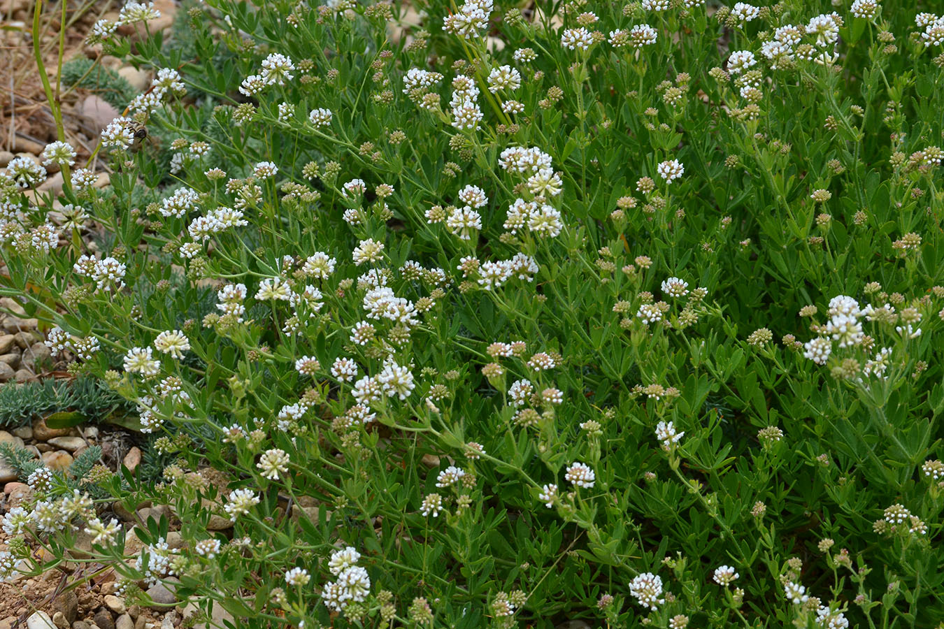 Image of Dorycnium herbaceum specimen.