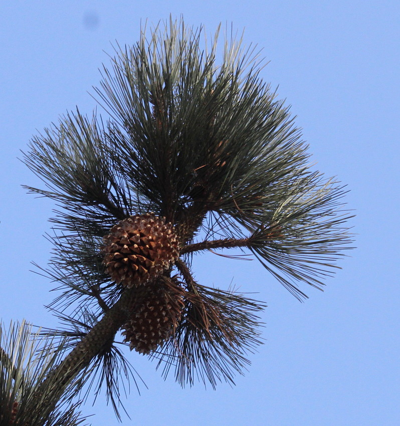 Изображение особи Pinus coulteri.