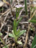 Valerianella vesicaria. Цветущее растение. Израиль, г. Кирьят-Оно; сквер у Ono Academic College. 11.03.2014.