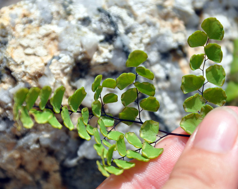 Image of Adiantum stenochlamys specimen.