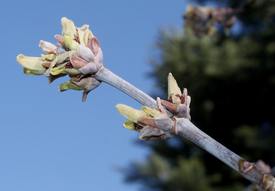 Image of Acer negundo specimen.